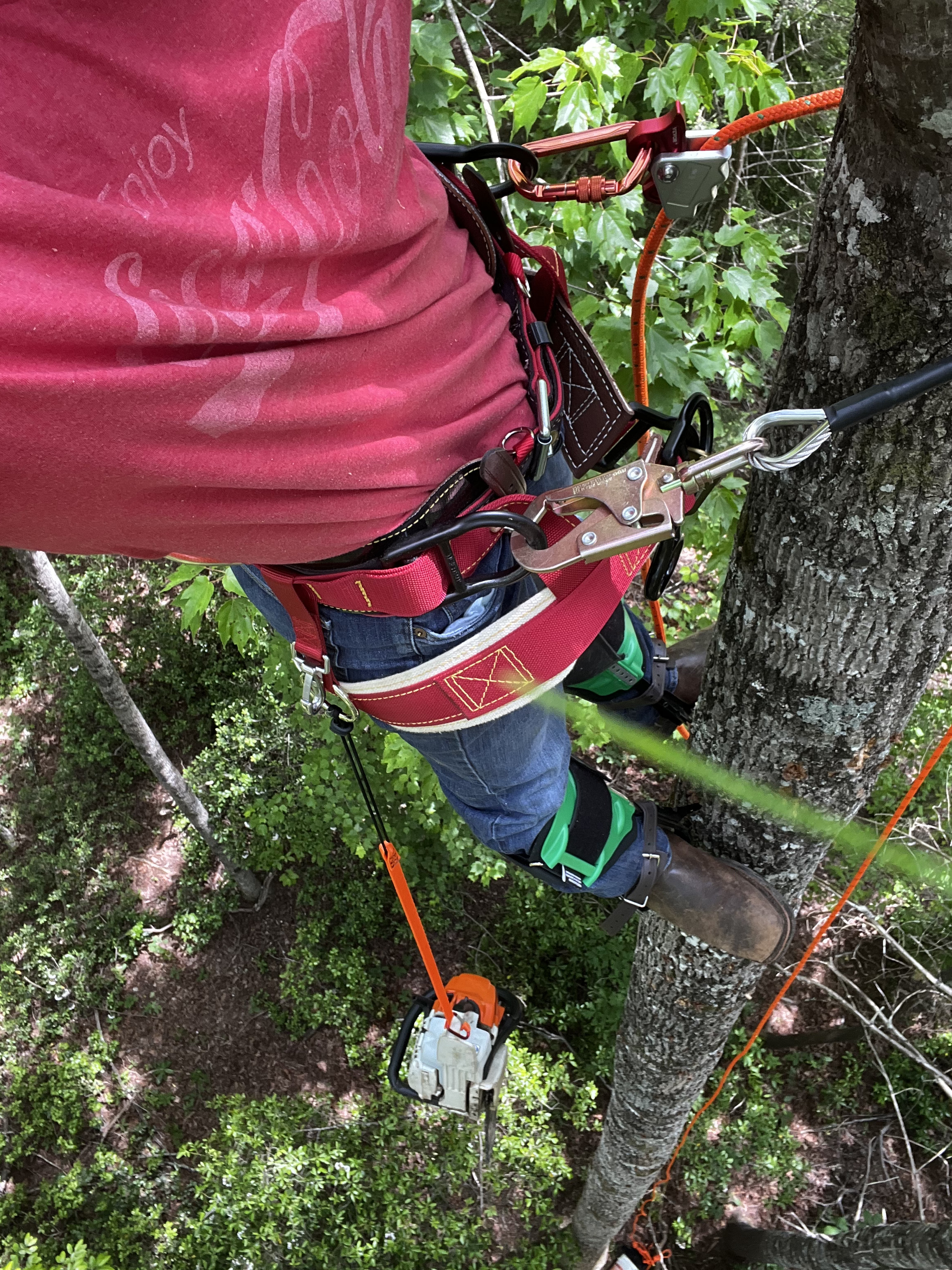 Tree rigging