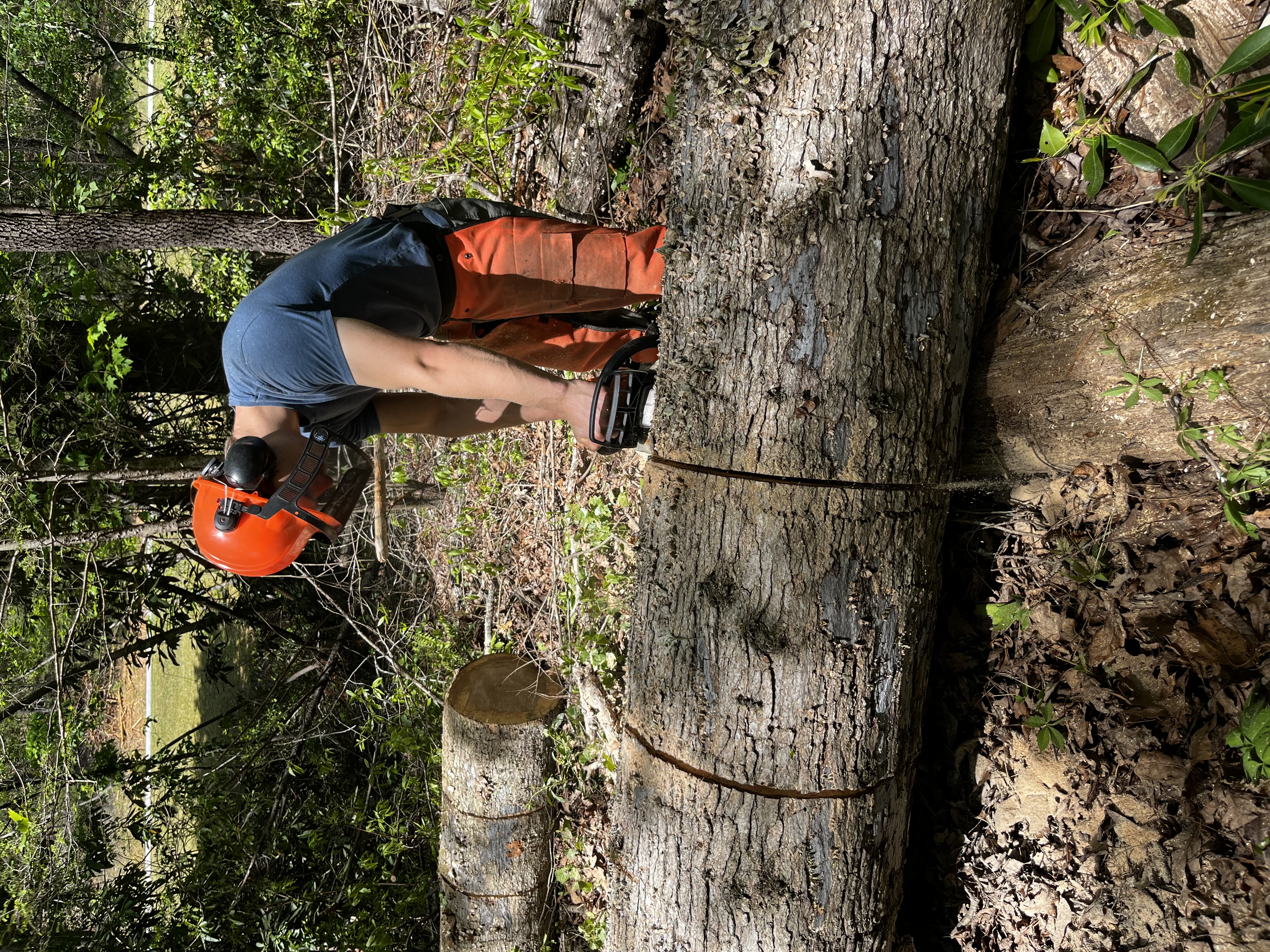 Dead tree cleanup