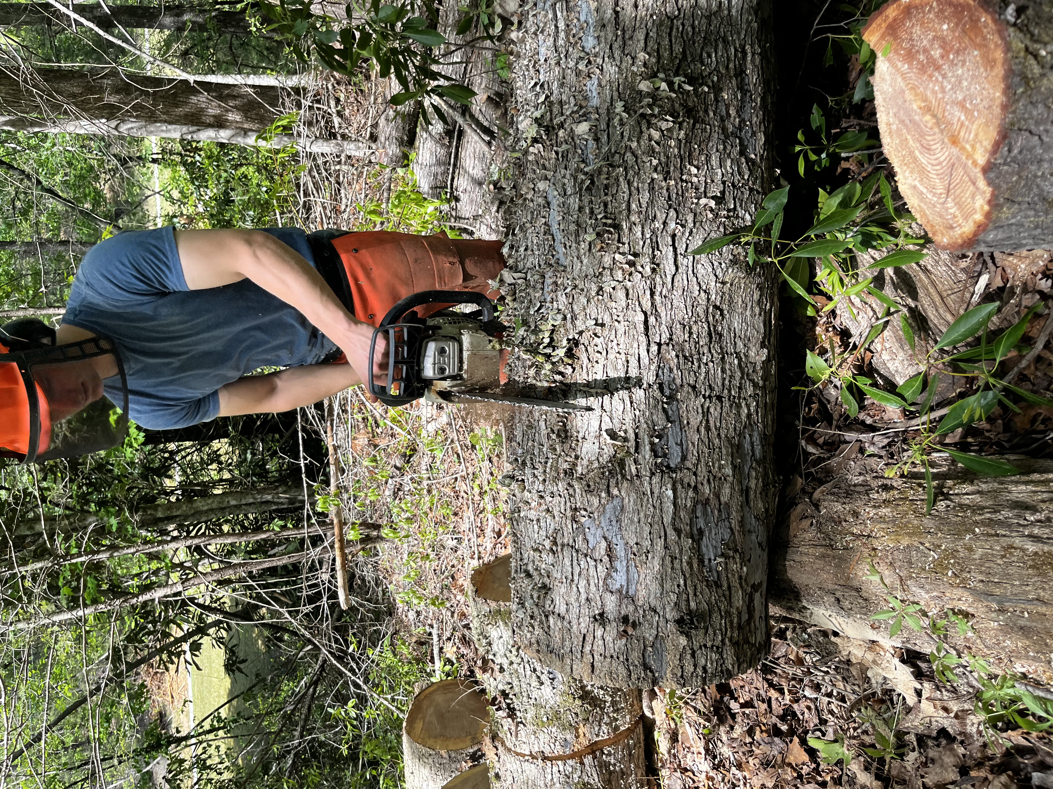 Dead tree cleanup