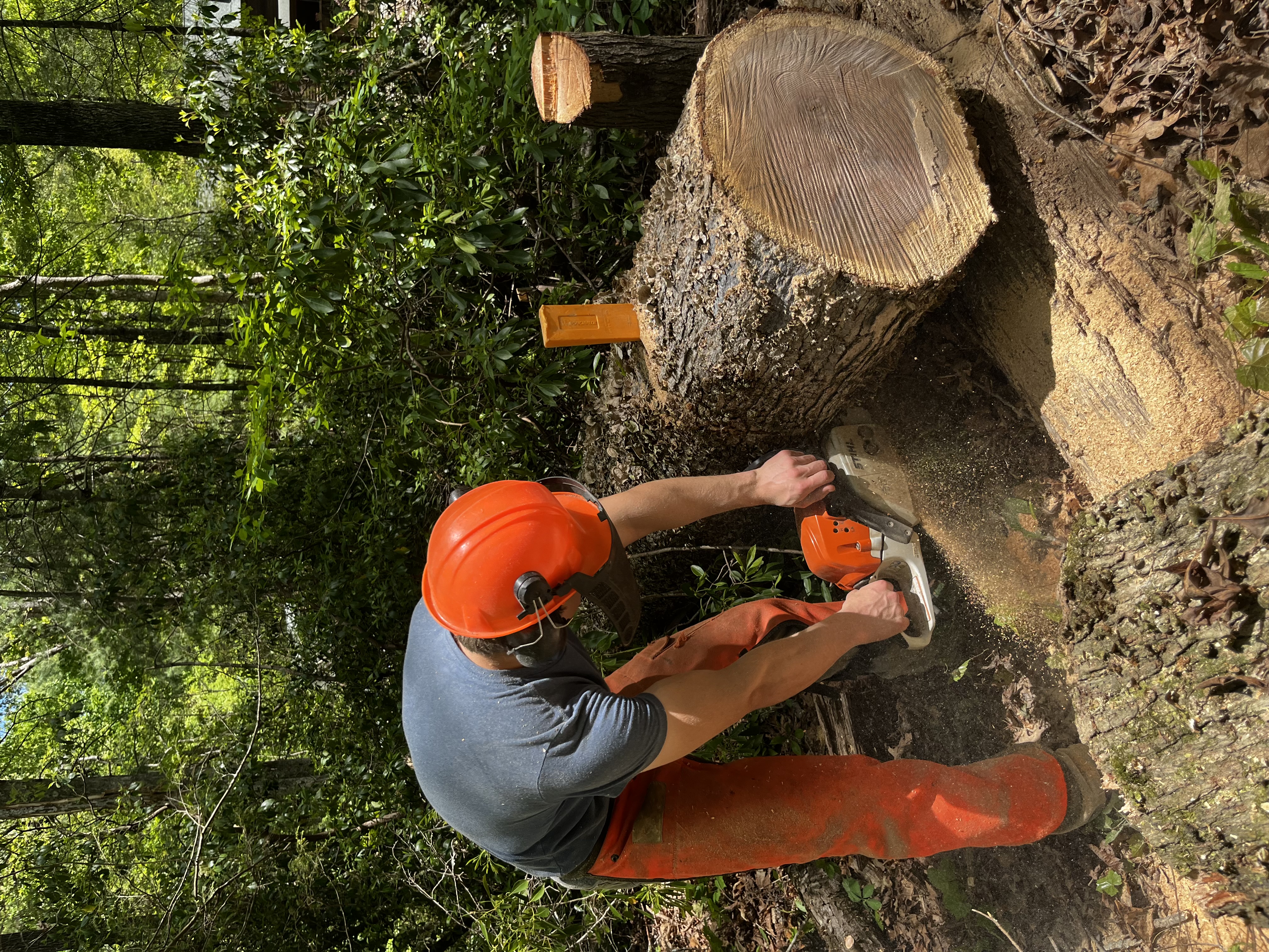 Dead tree cleanup