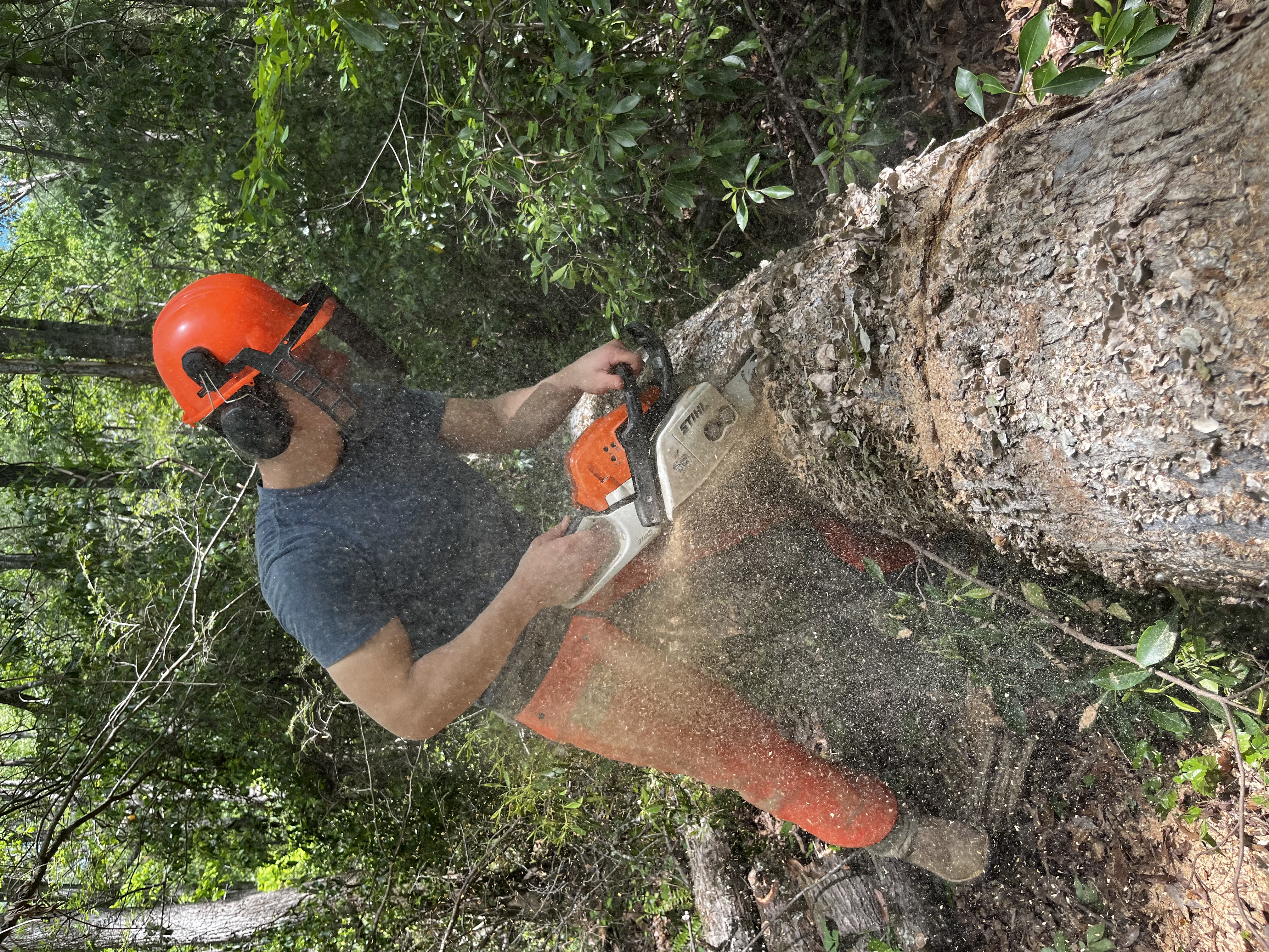 Tree work in progress